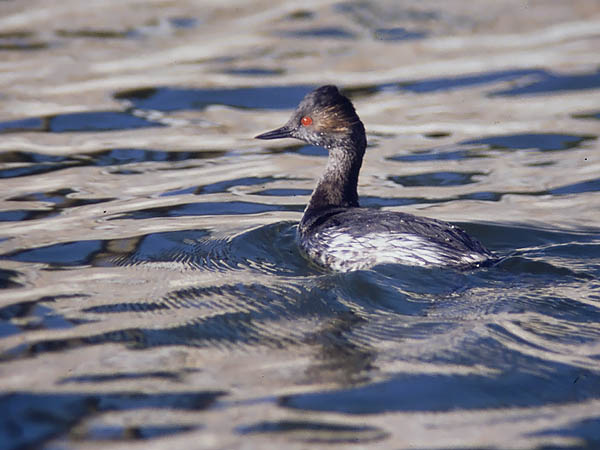 Mustakaulauikku, Black-necked Grebe, Podiceps nigricollis